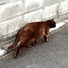 MS アイコン